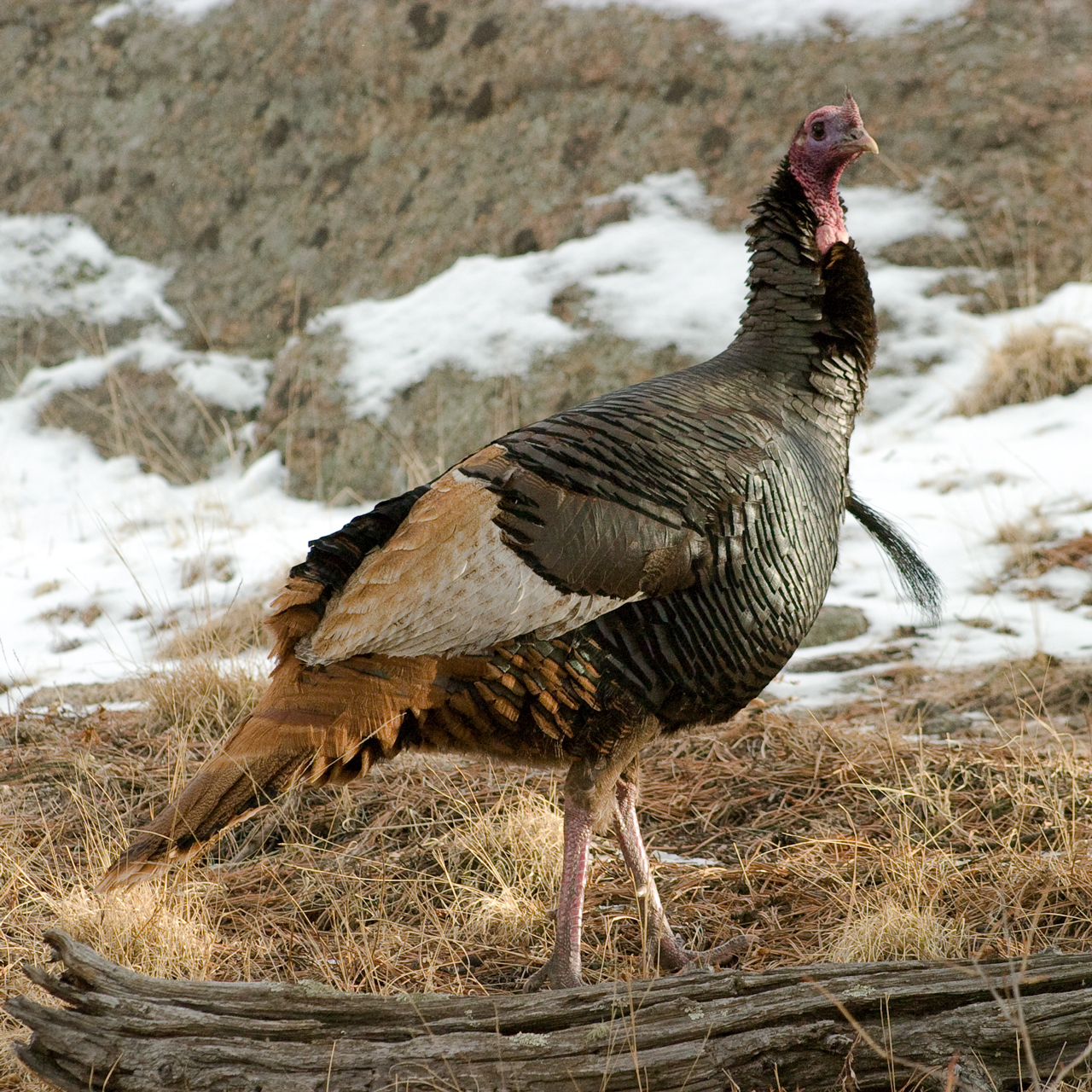 Estes Park Birding Birding Castle Mountain Lodge Estes Park, CO