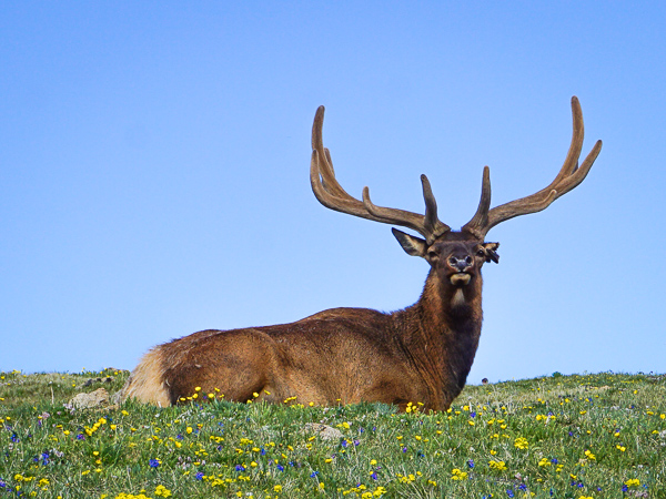 estes park elk and wildlife