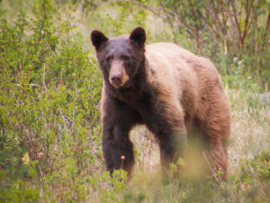 bears in estes park
