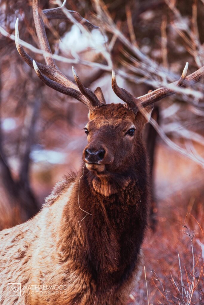 A male elk looks off into the distance with branches encircling his antlers.