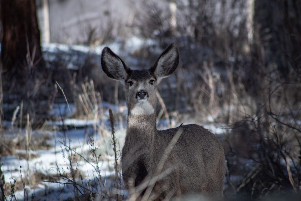 Attentive doe stares into the camera surrounded by the underbrush of the forest.
