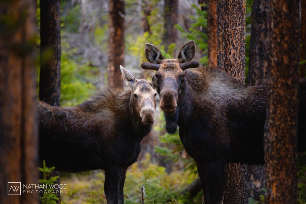 A mother and her baby moose stand facing each other, staring into the camera between the trunks of pine trees.