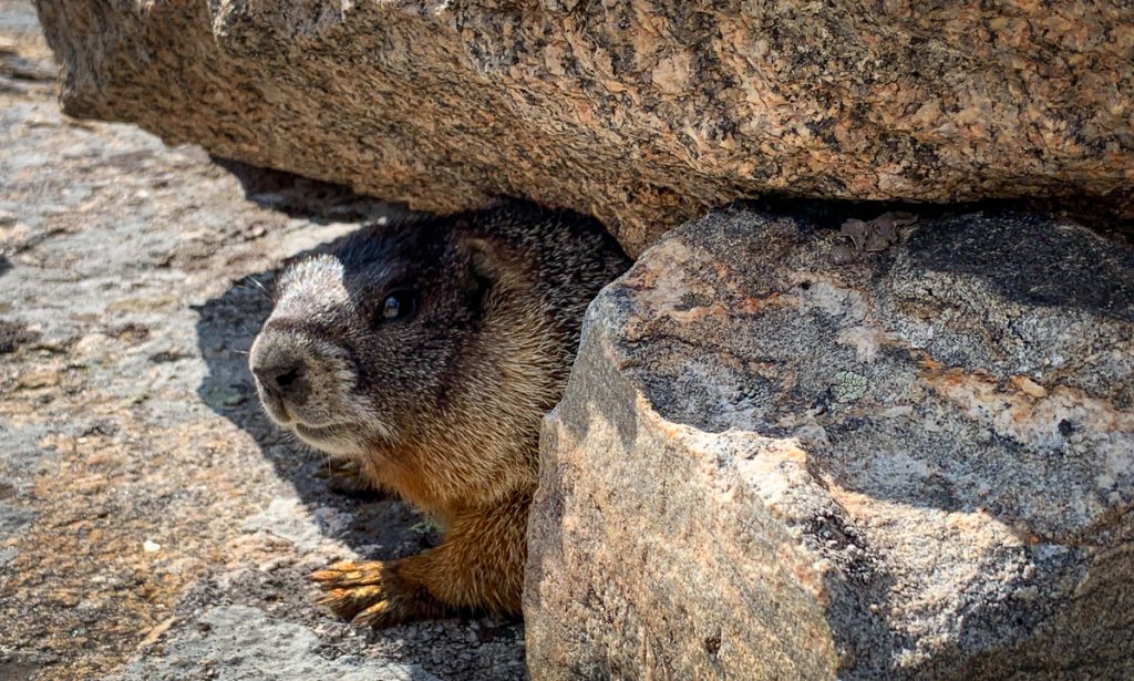 Marmot sunbathing on a rock near Estes Park.