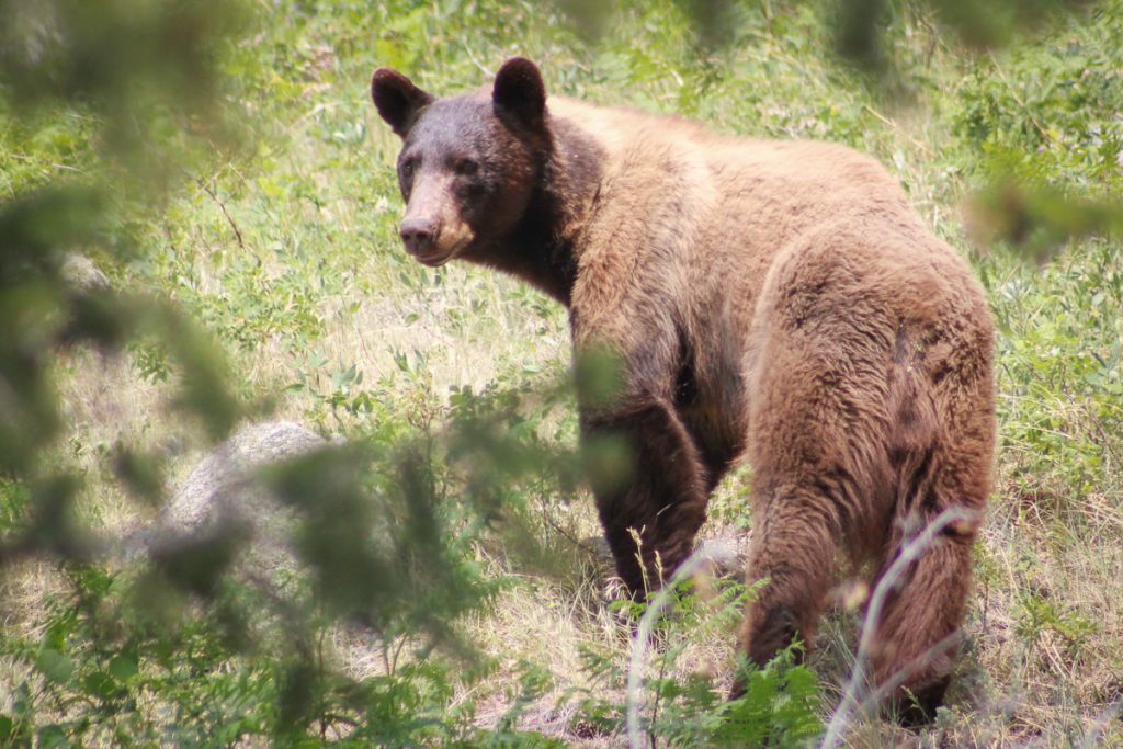 Black bear in a wooded area near Estes Park, Colorado.
