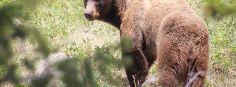 Black bear in a wooded area near Estes Park, Colorado.