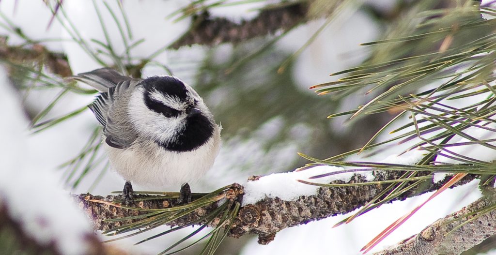 Chickadee taking a break from looking for food at Castle Mountain Lodge