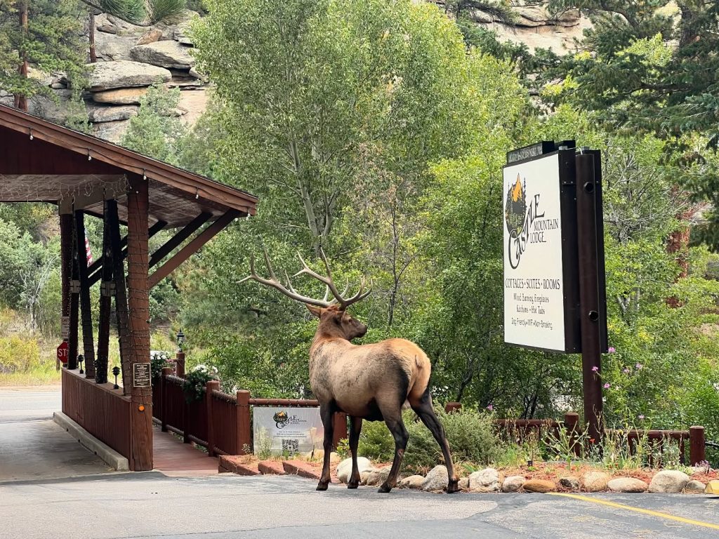 Elk walking through Castle Mountain Lodge property in Estes Park.