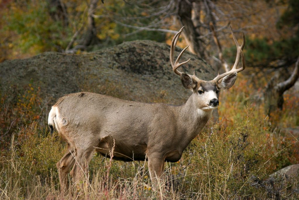 Mule deer grazing near Fall River at Castle Mountain Lodge.