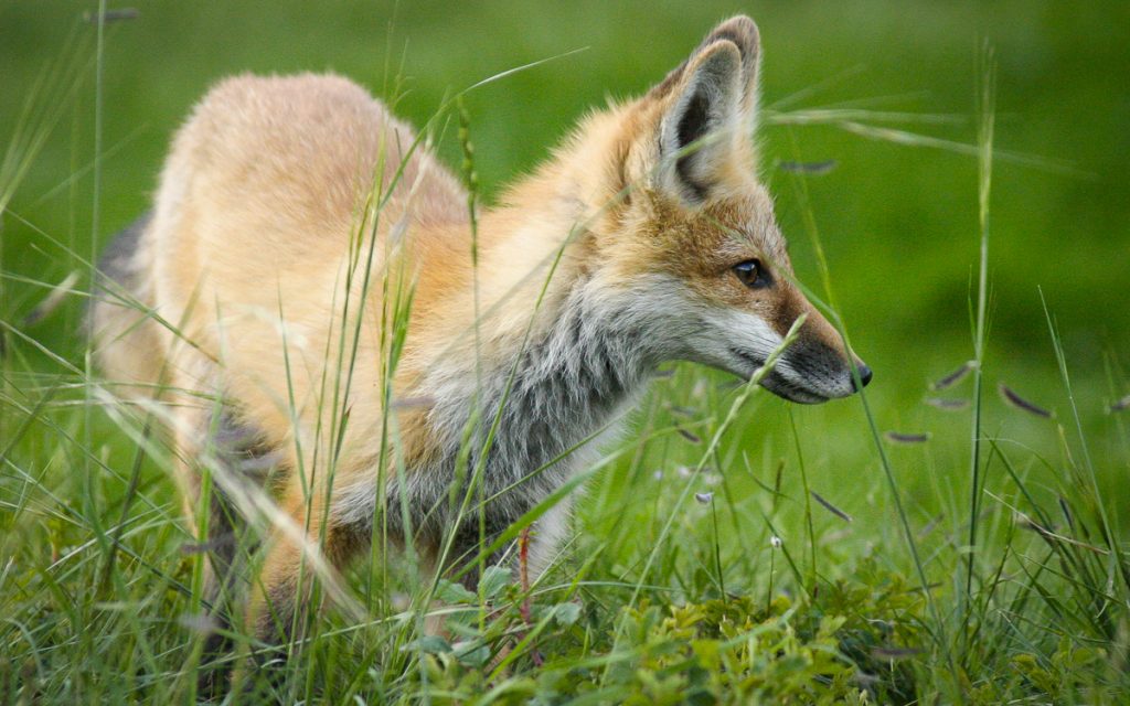 red fox at castle mountain lodge